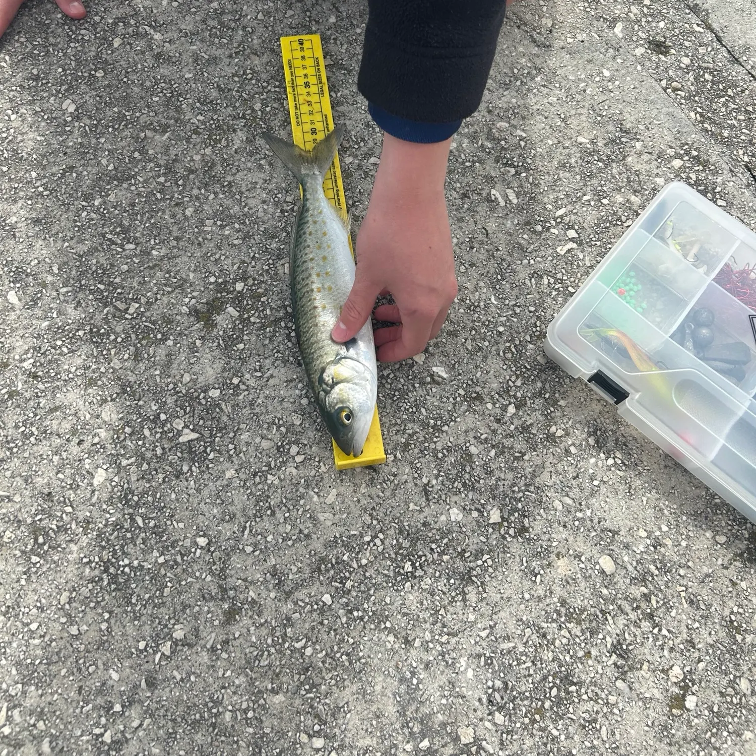 Eastern Australian salmon caught on Fishbrain