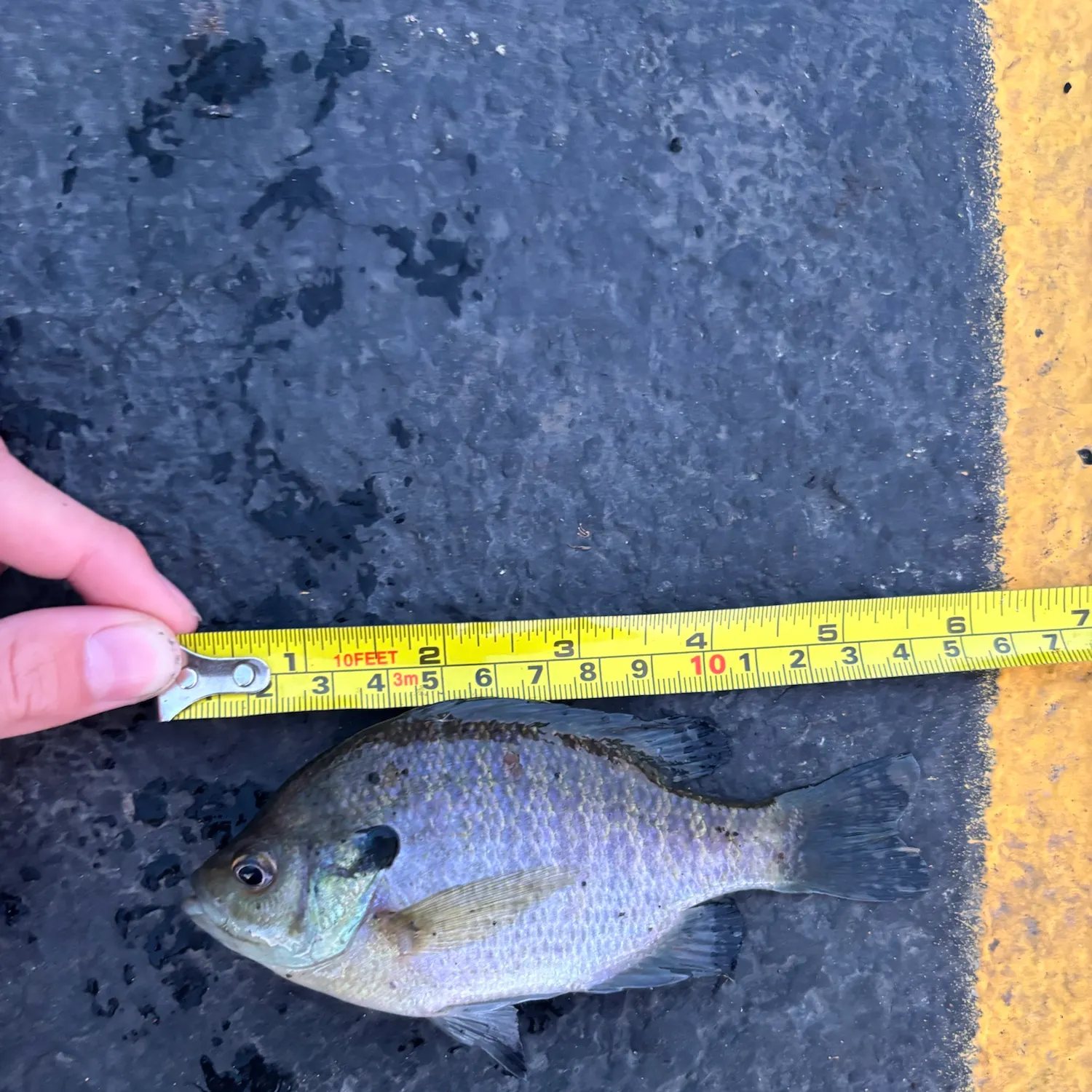 Bluegill caught on Fishbrain