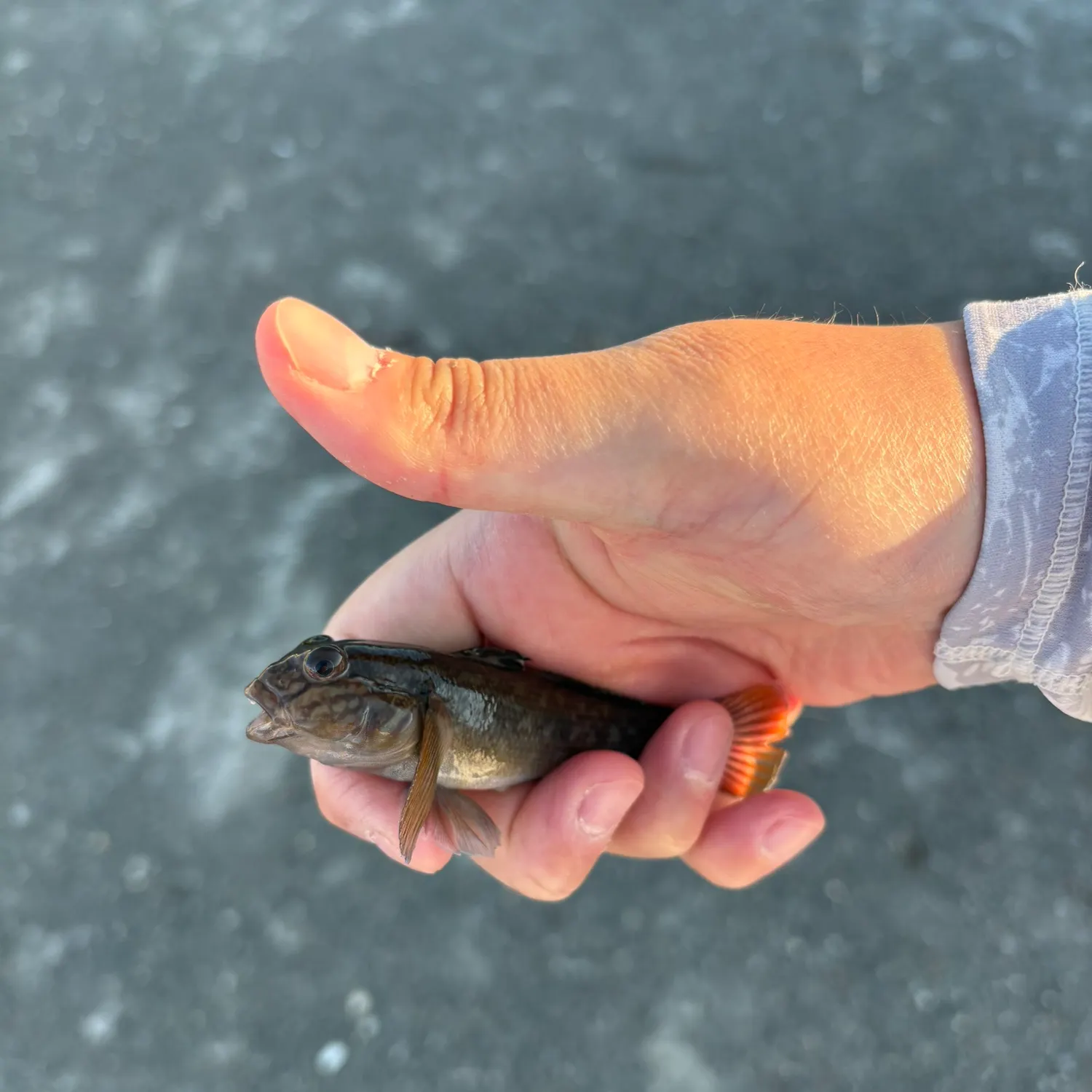 Round goby caught on Fishbrain