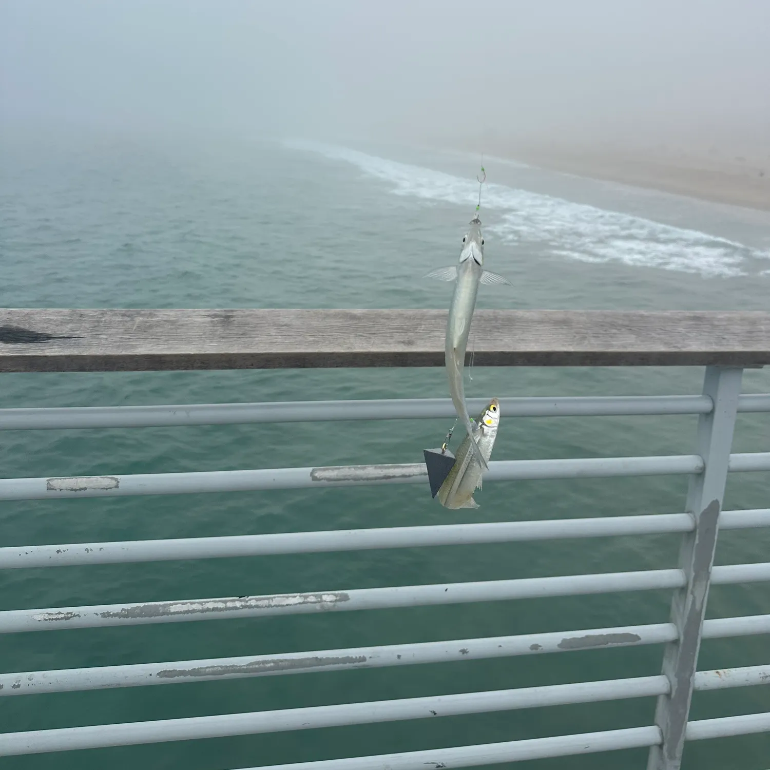 The most recent Surf smelt catches on Fishbrain