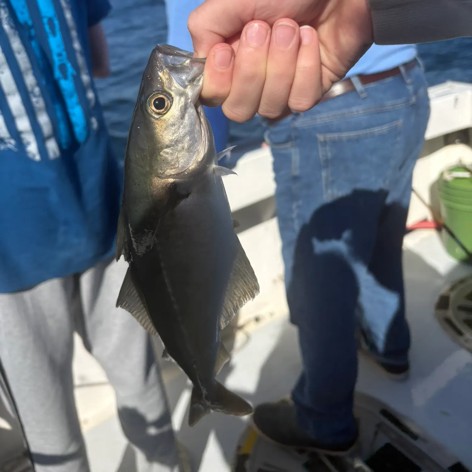 Atlantic pollock caught on Fishbrain