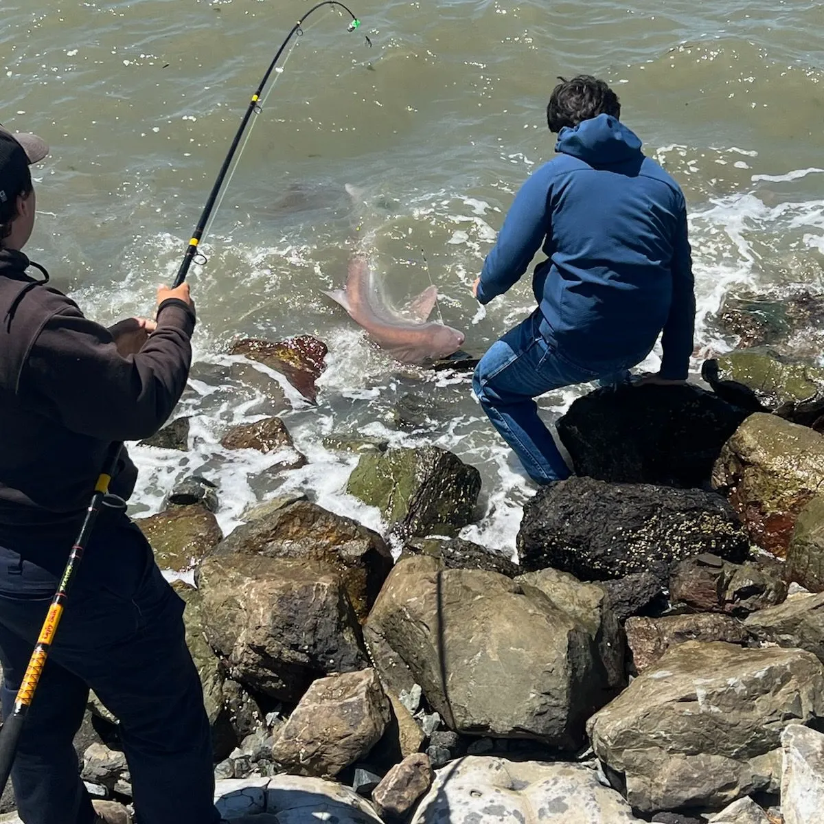 The most recent Tope shark catches on Fishbrain