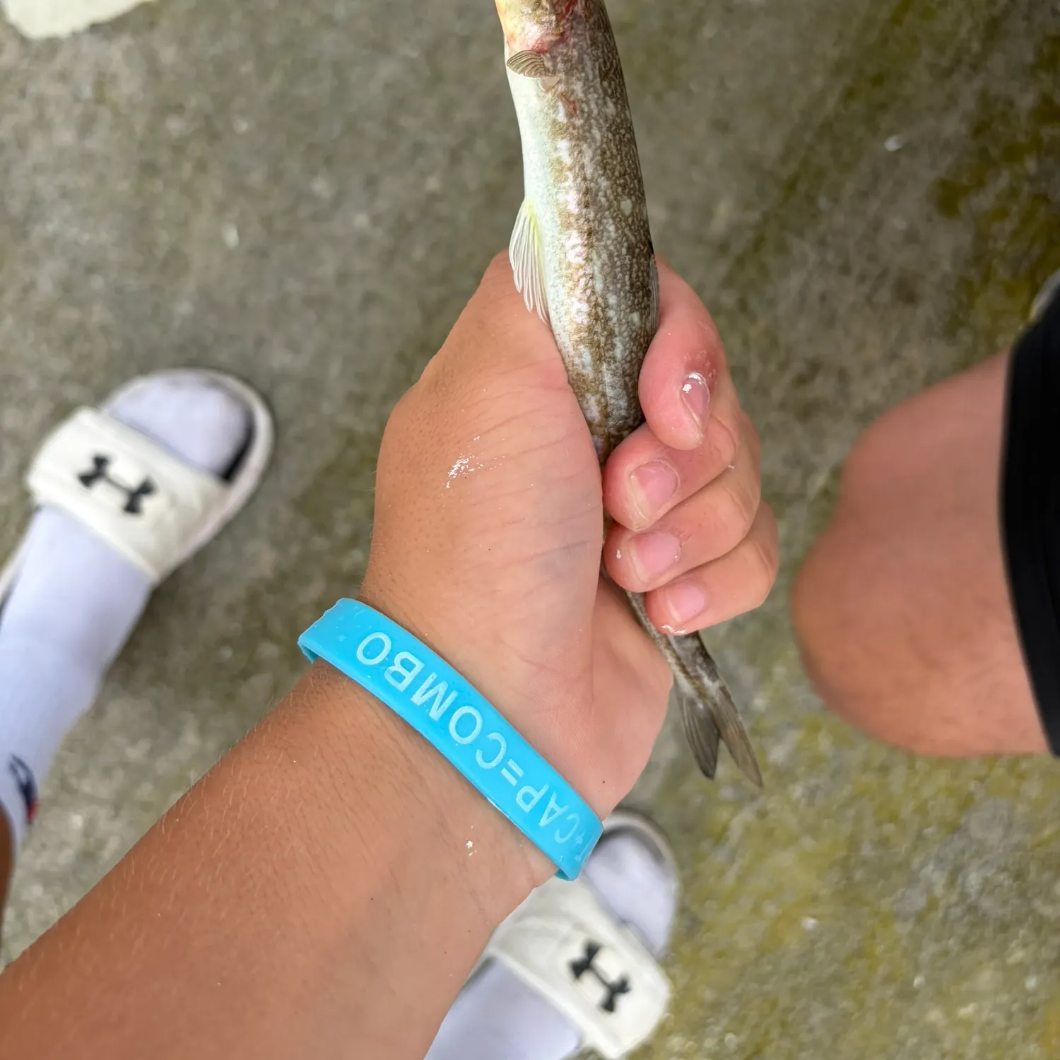 The most recent Inshore lizardfish catches on Fishbrain