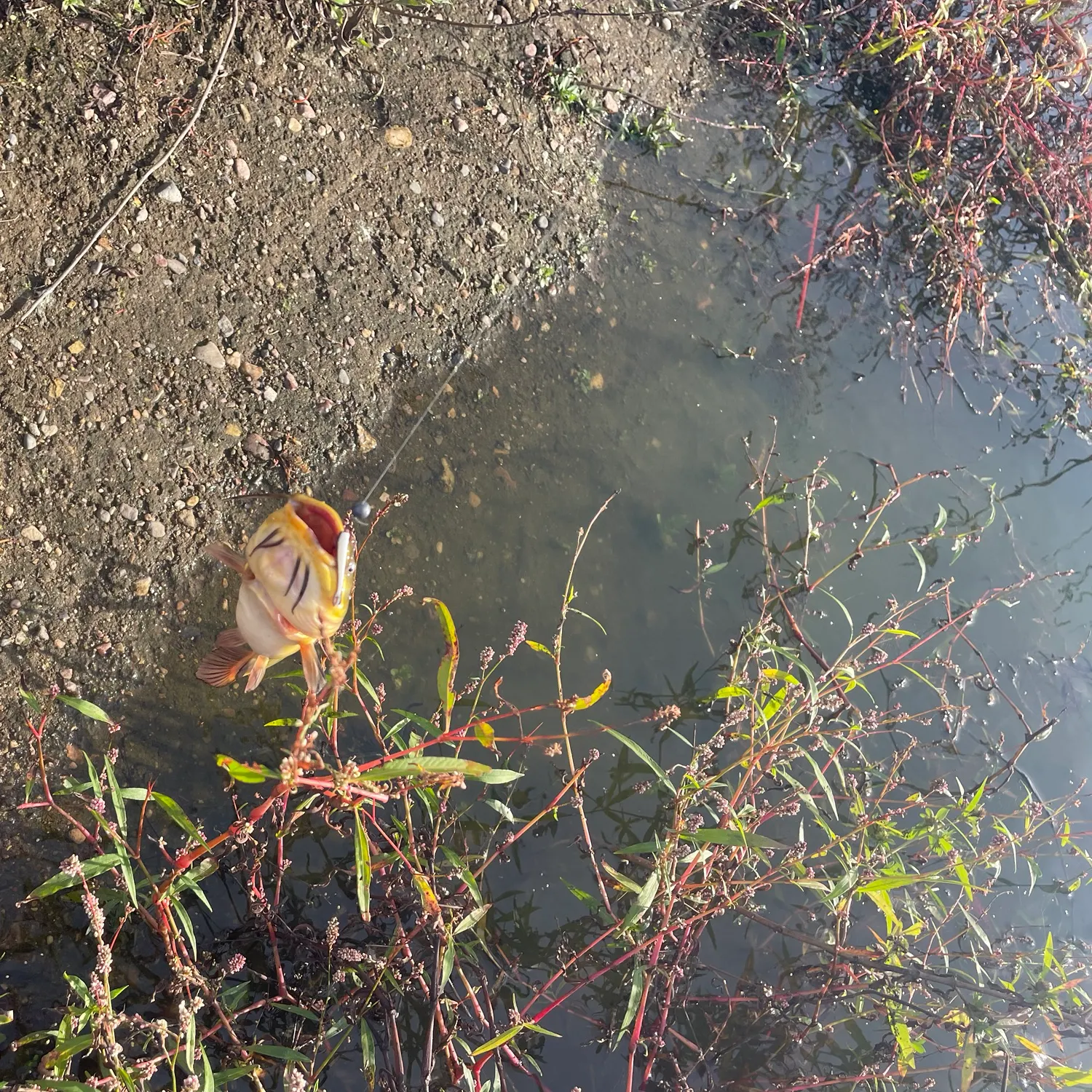 Black bullhead caught on Fishbrain