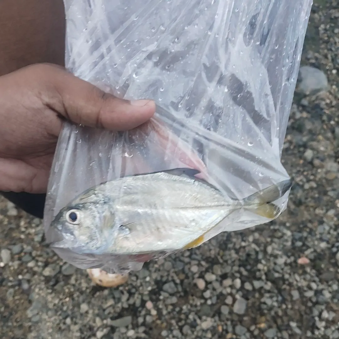 The most recent Bigeye trevally catches on Fishbrain
