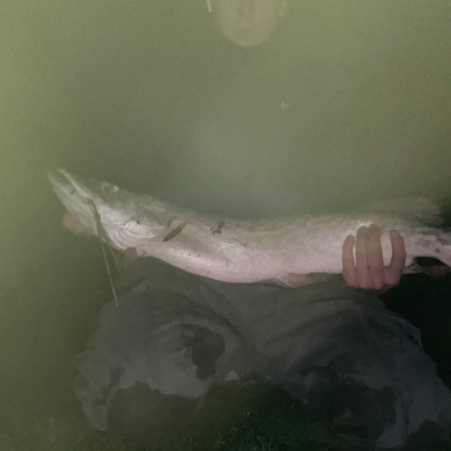 The most recent Silver pike catches on Fishbrain