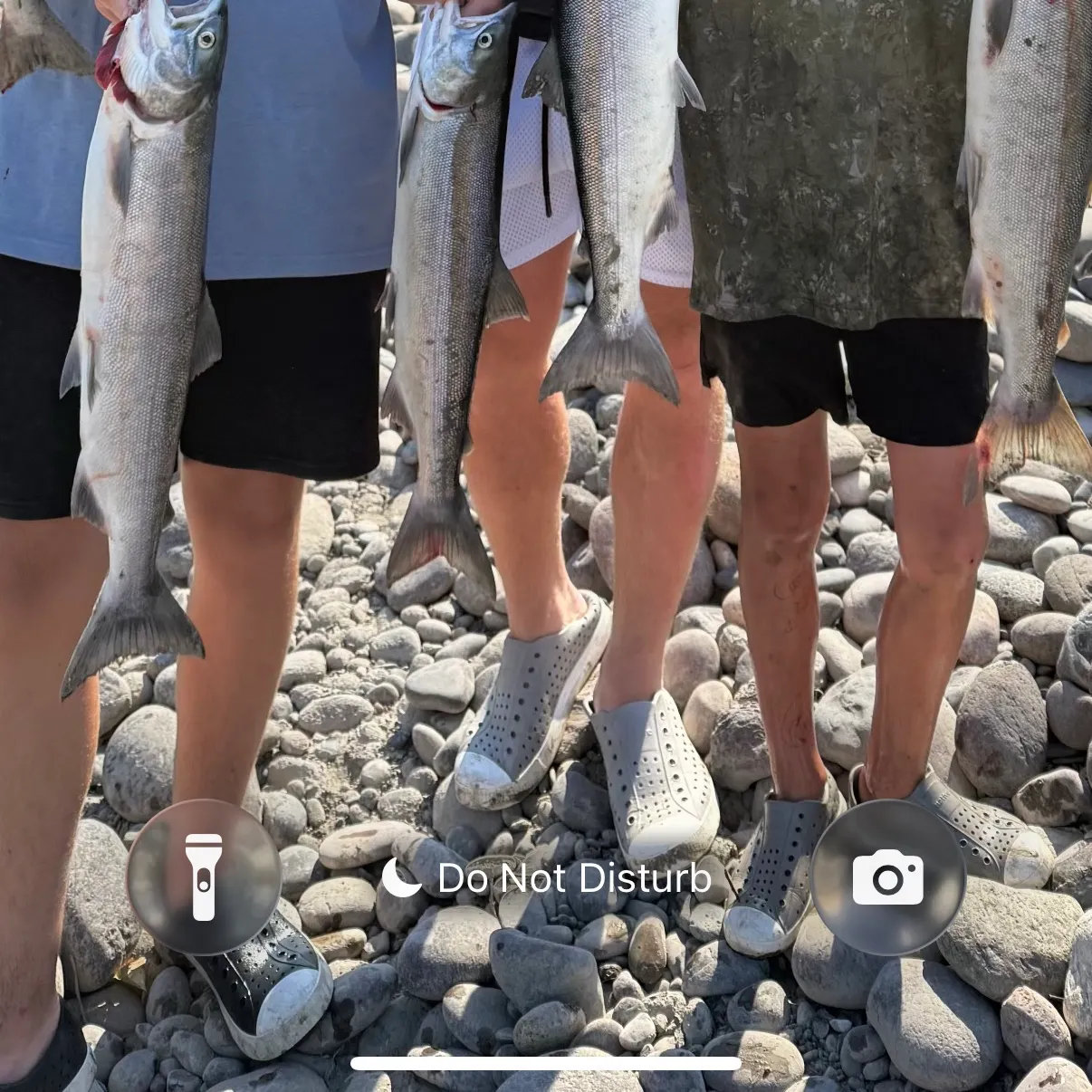The most recent Pink salmon catches on Fishbrain