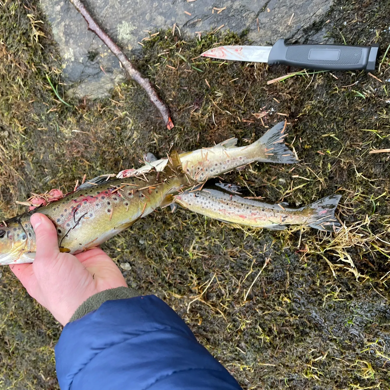 recently logged catches