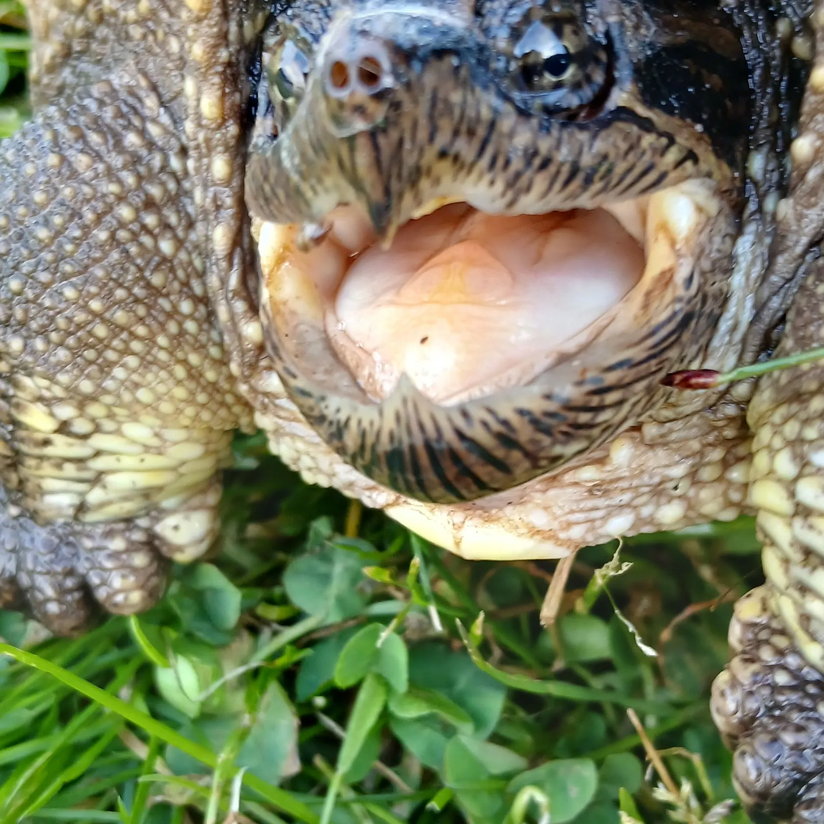 The most recent Alligator snapping turtle catches on Fishbrain