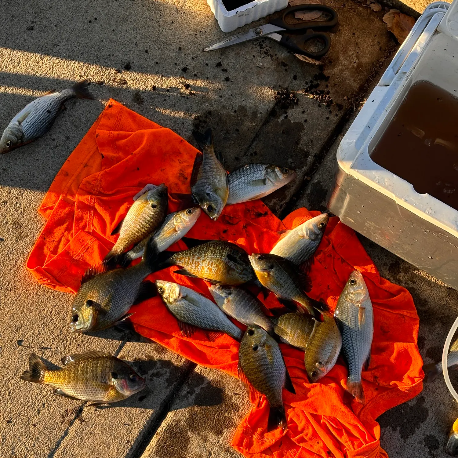 Bluegill caught on Fishbrain