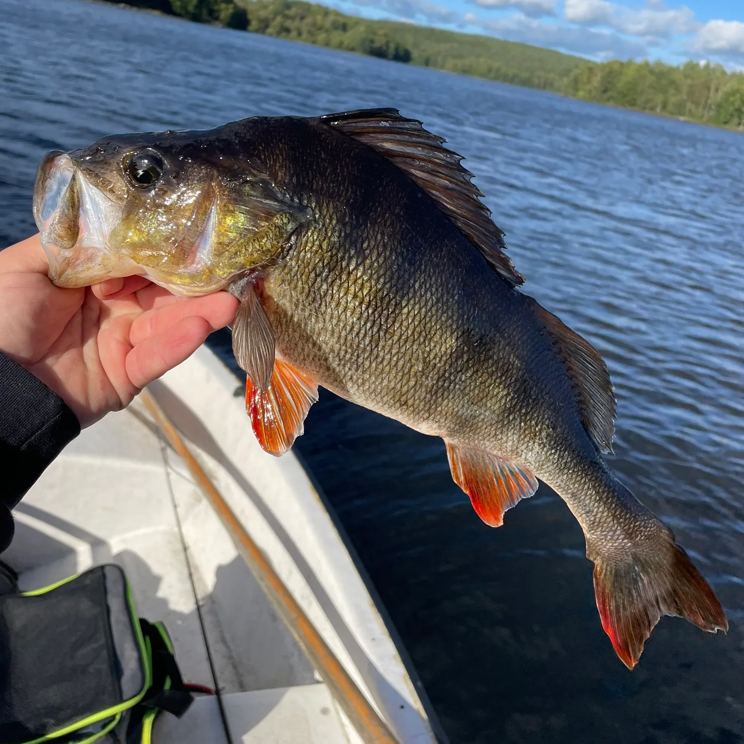 European perch caught on Fishbrain