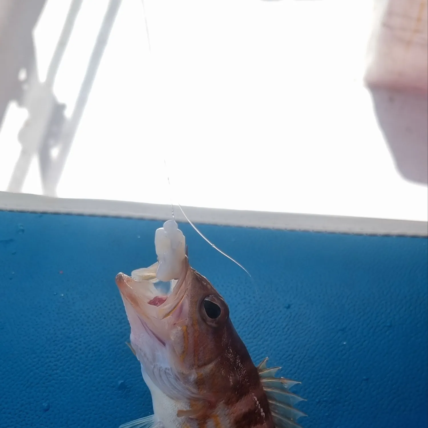 The most recent Dusky grouper catches on Fishbrain