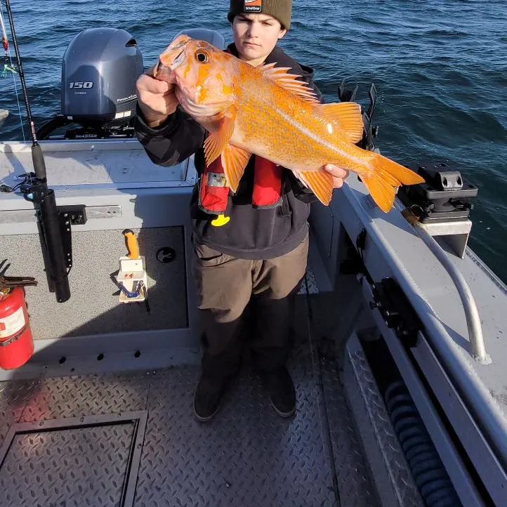 The most recent Canary rockfish catches on Fishbrain