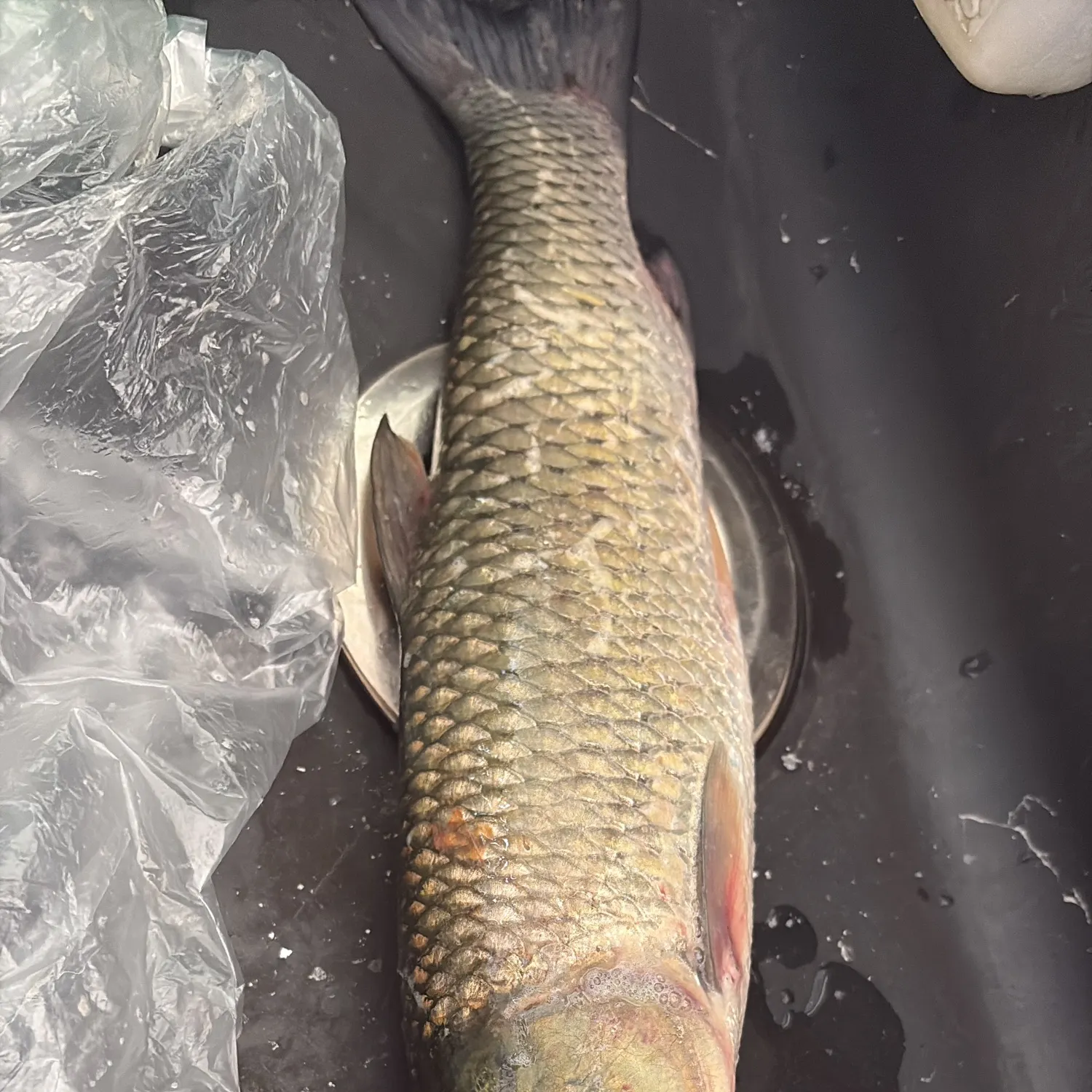 Grass carp caught on Fishbrain