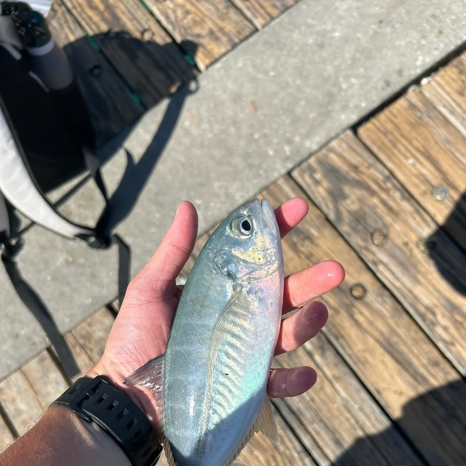 The most recent Blue runner catches on Fishbrain