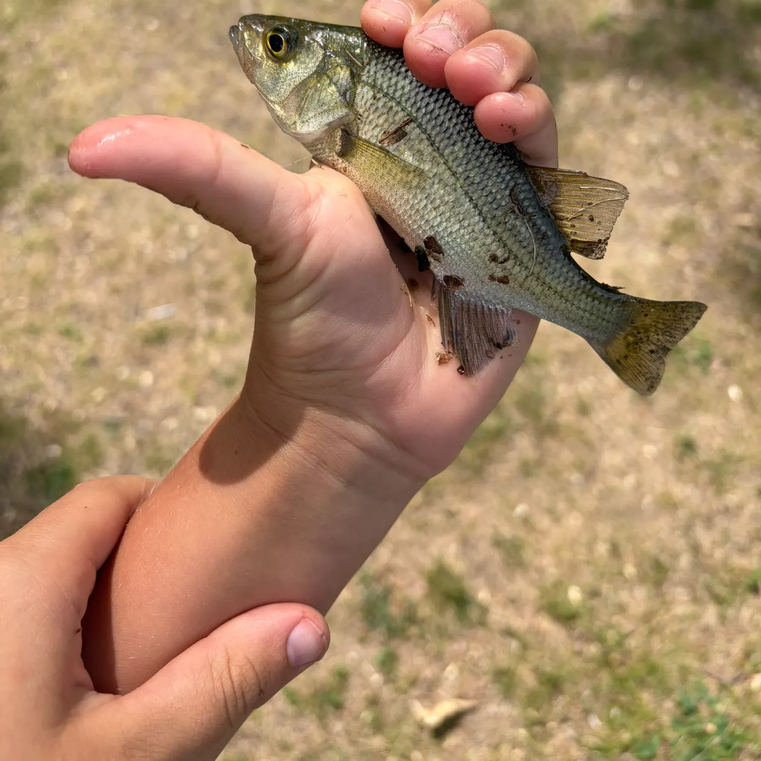 White perch caught on Fishbrain