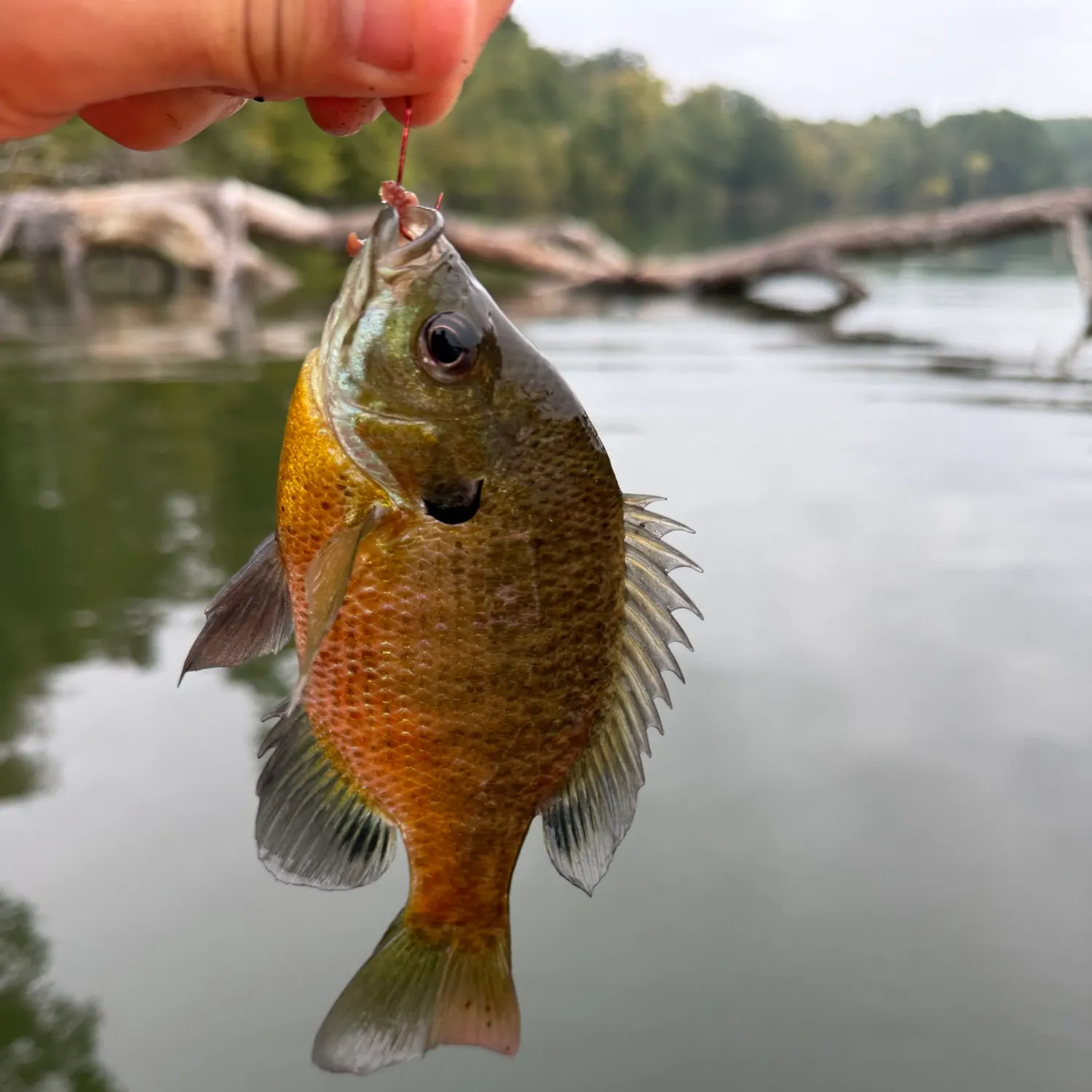 Bluegill caught on Fishbrain