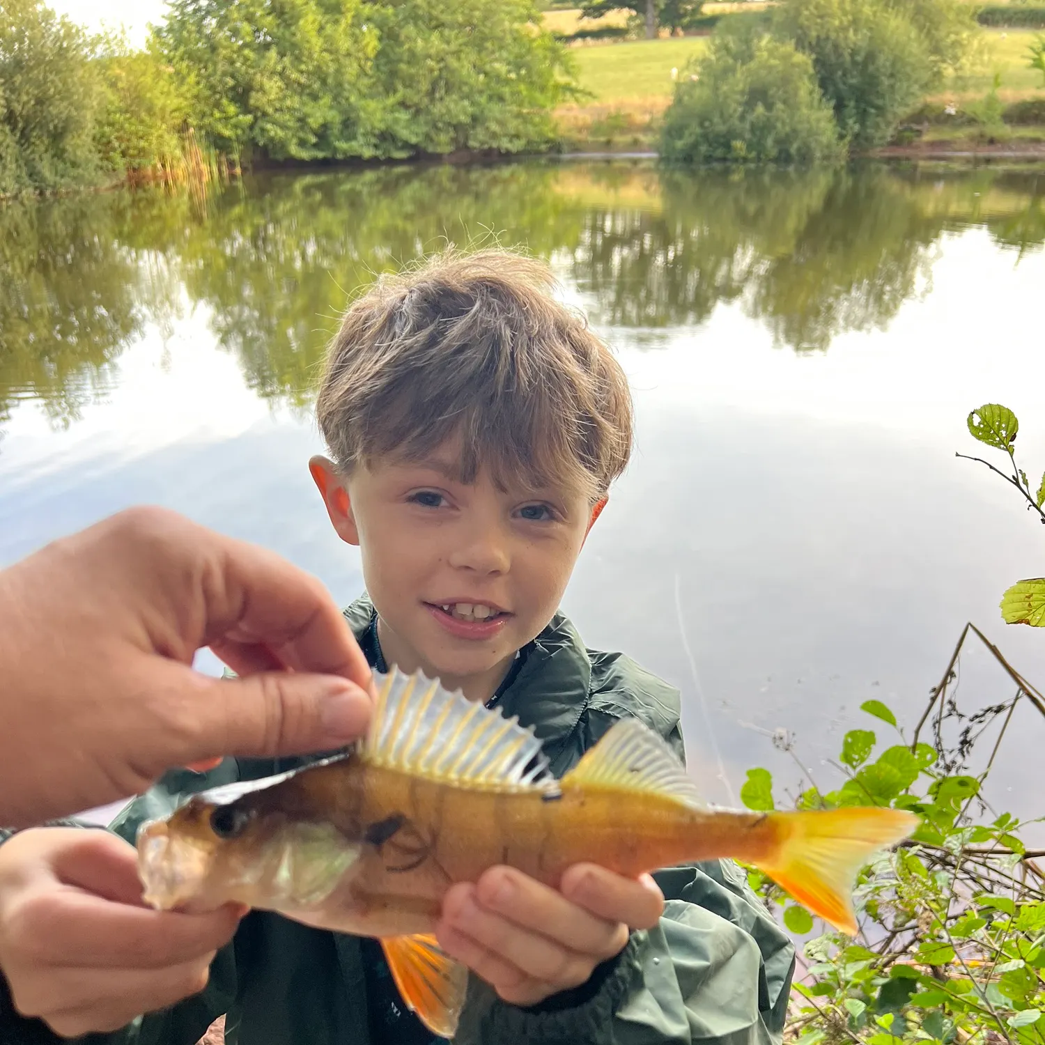 European perch caught on Fishbrain