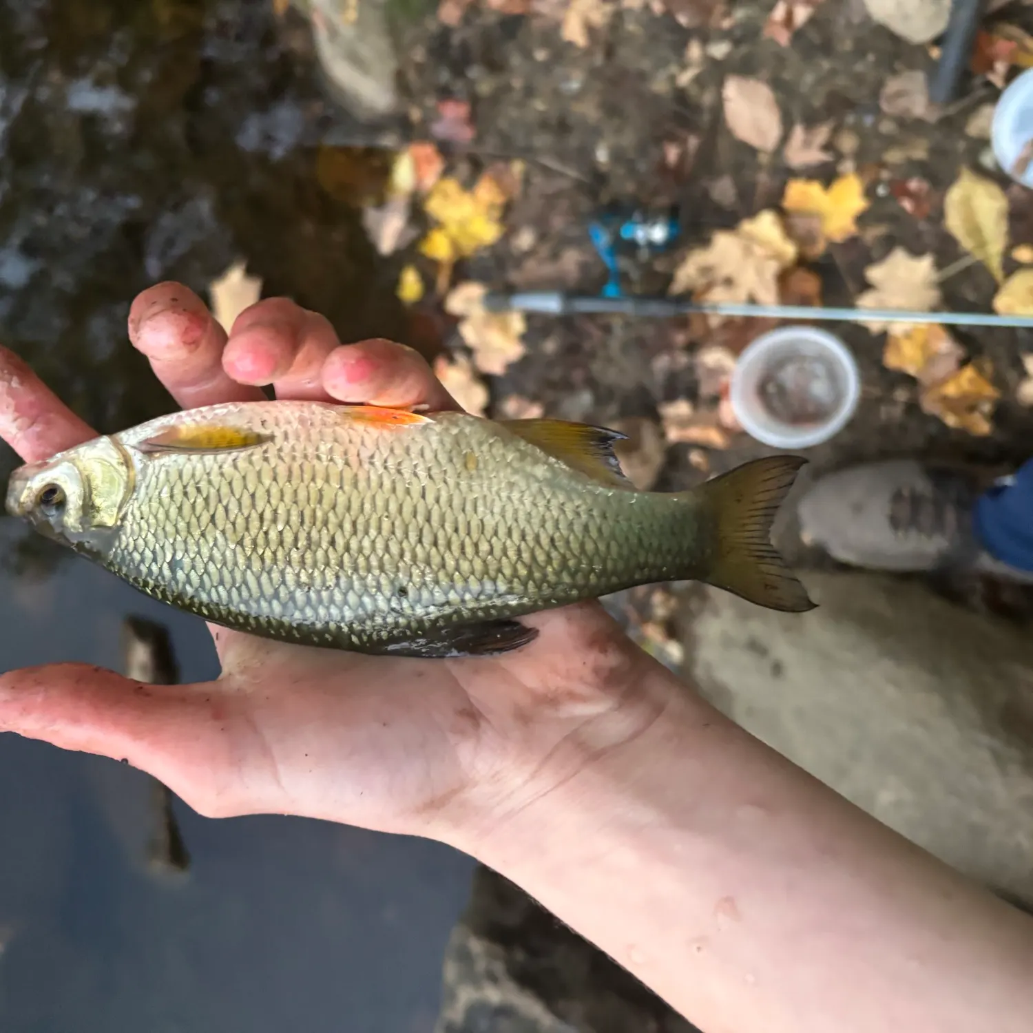 Golden shiner caught on Fishbrain