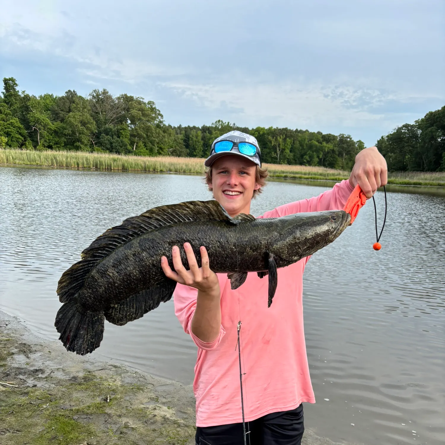 The most recent Northern snakehead catches on Fishbrain
