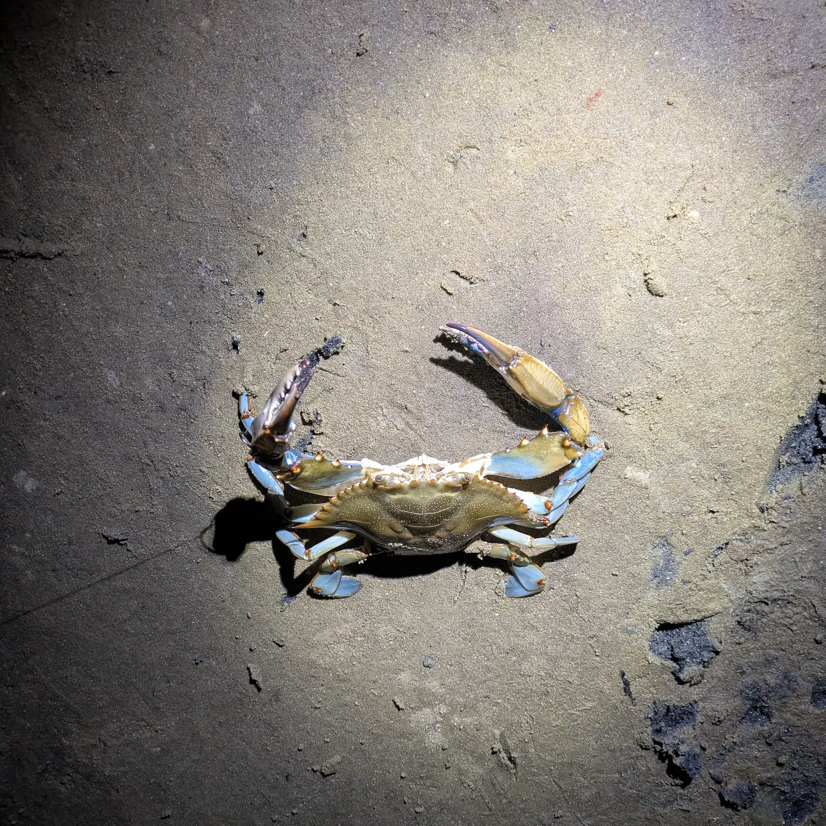 The most recent Blue crab catches on Fishbrain