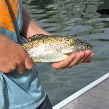 Rainbow trout caught on Fishbrain