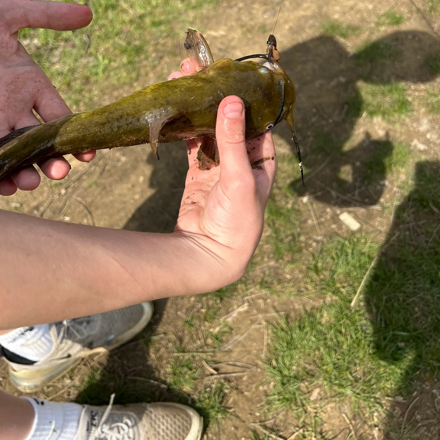 The most recent Yellow bullhead catches on Fishbrain