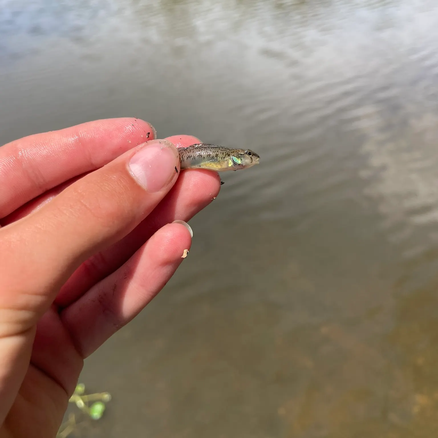 The most recent Northern tessellated darter catches on Fishbrain