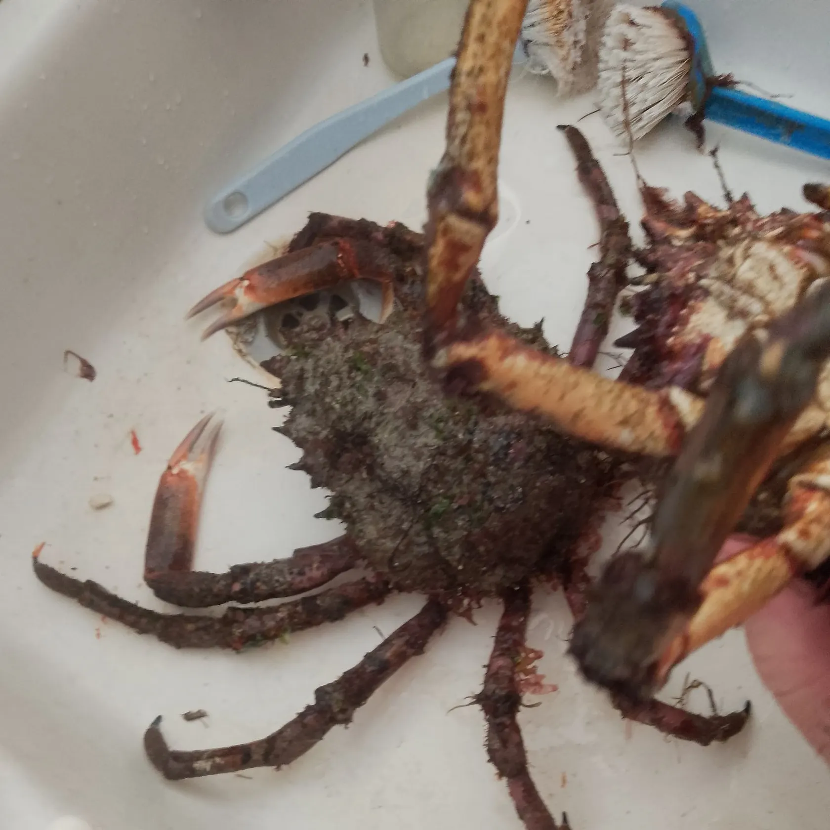 The most recent European spider crab catches on Fishbrain