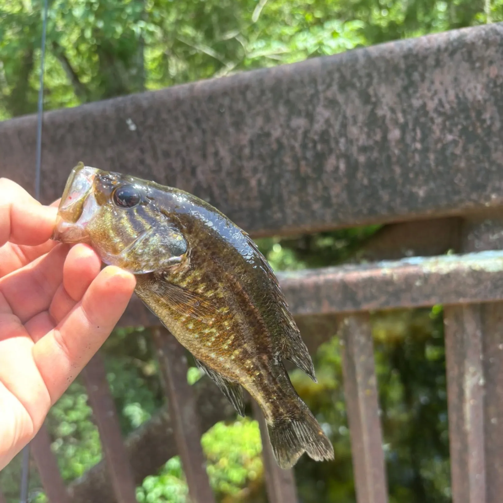 The most recent Warmouth catches on Fishbrain