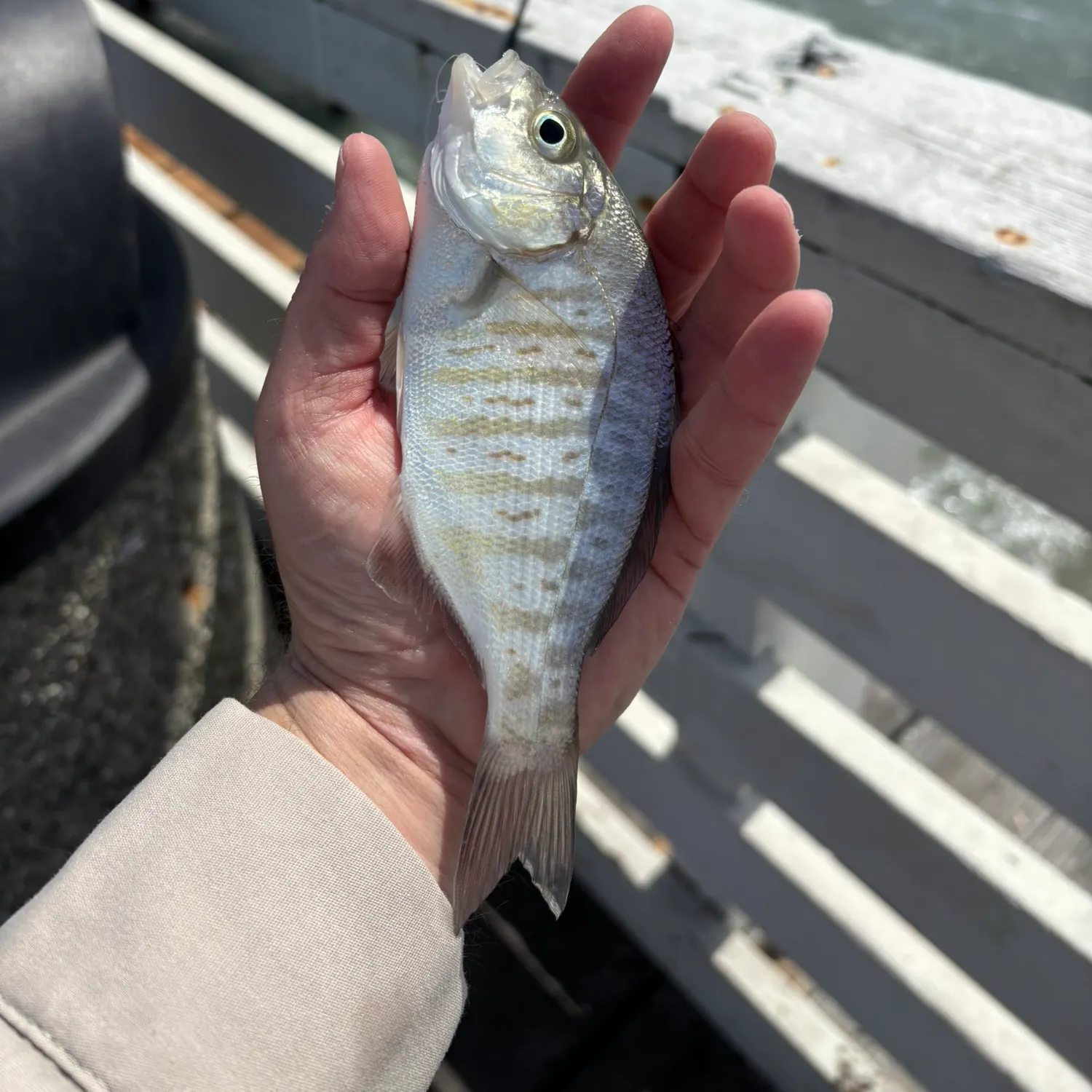 The most recent Barred surfperch catches on Fishbrain