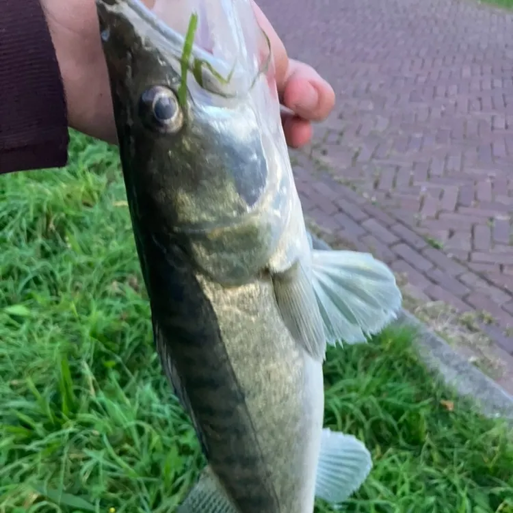 The most recent Zander catches on Fishbrain