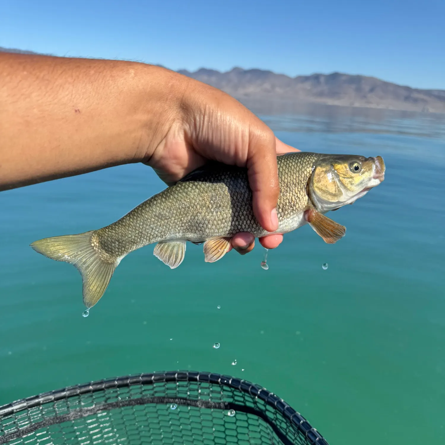 Tui chub caught on Fishbrain