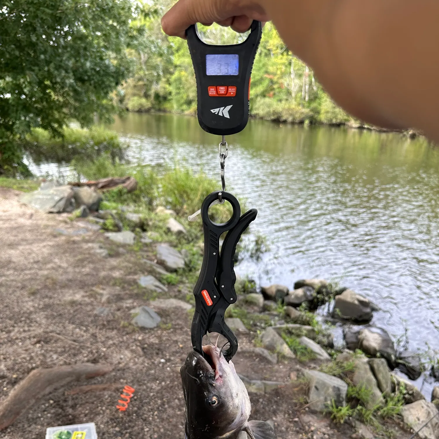 Channel catfish caught on Fishbrain