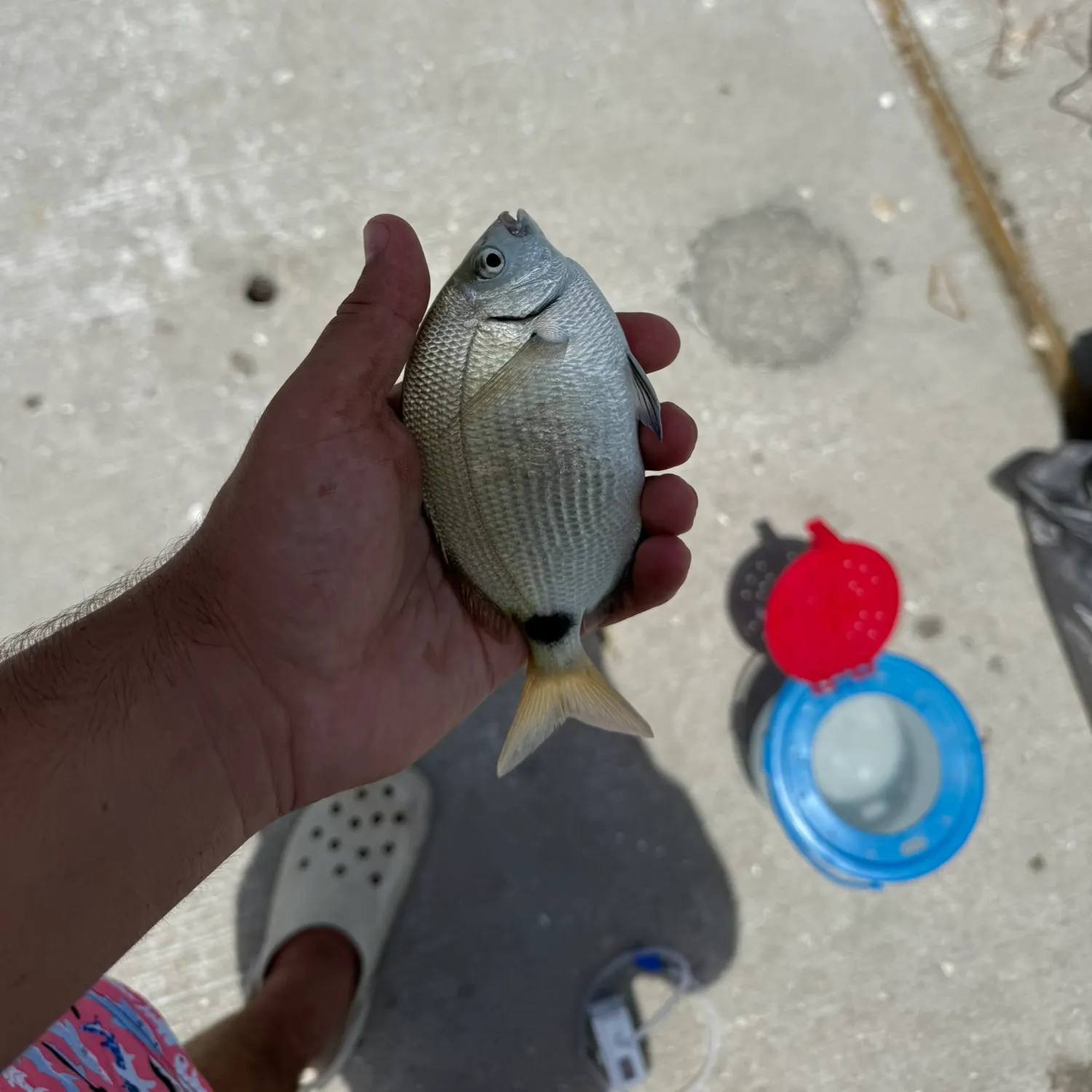 The most recent Spottail seabream catches on Fishbrain