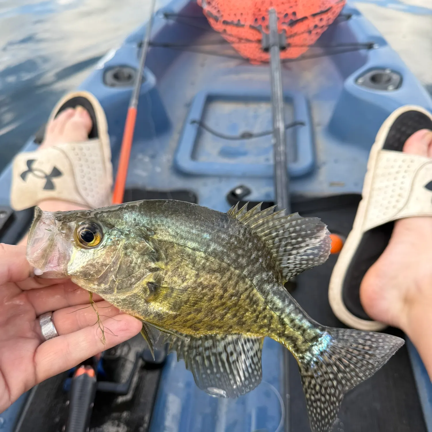 Black crappie caught on Fishbrain