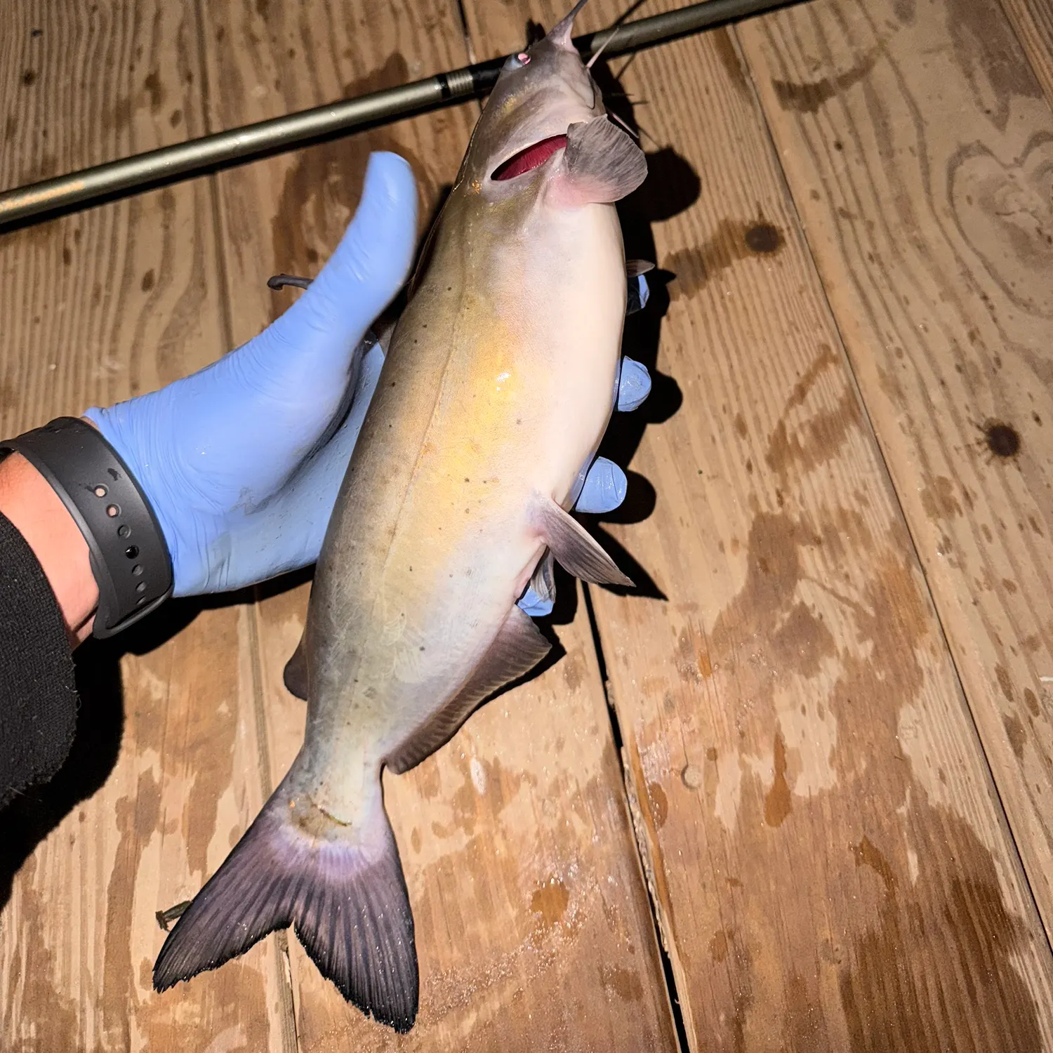 recently logged catches