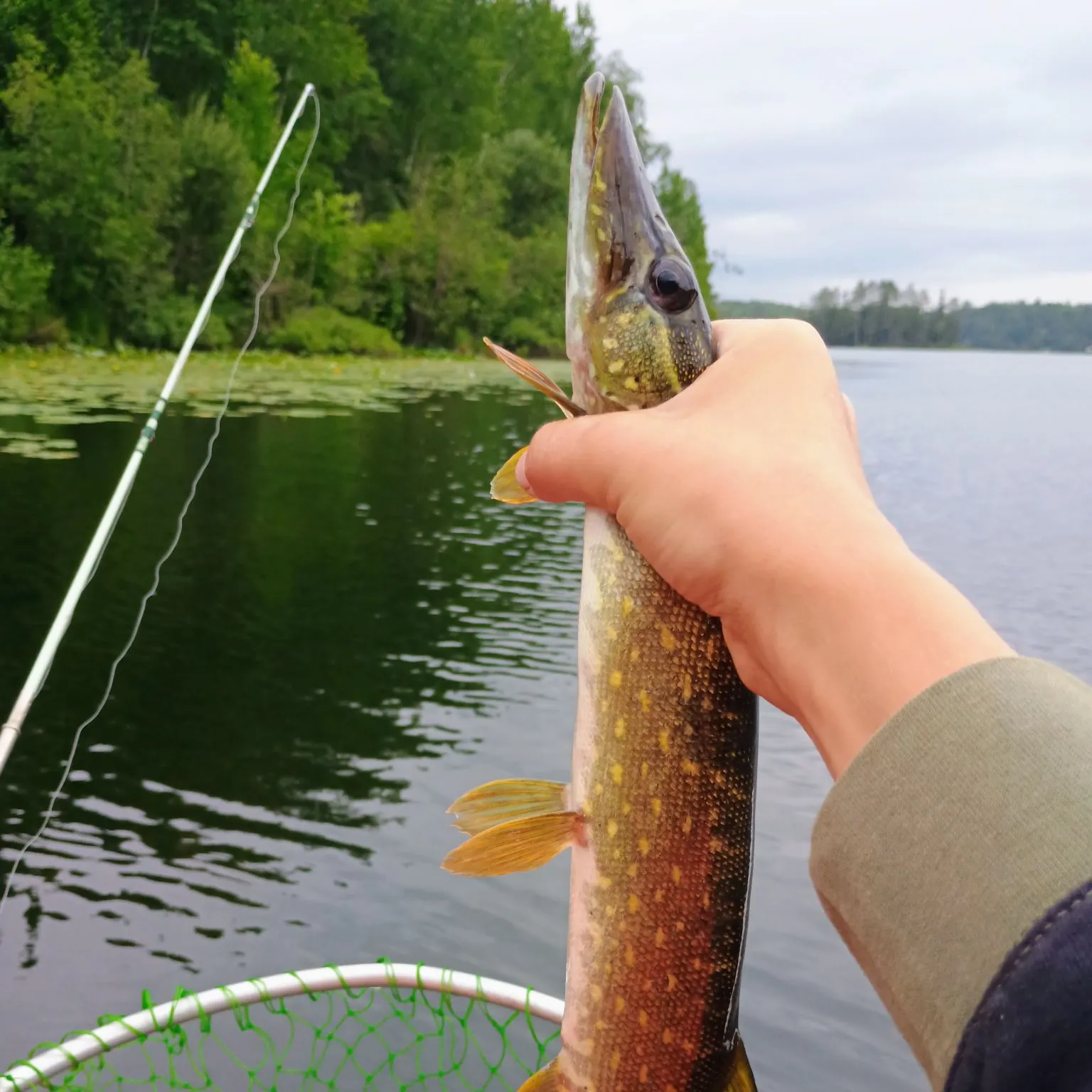 recently logged catches