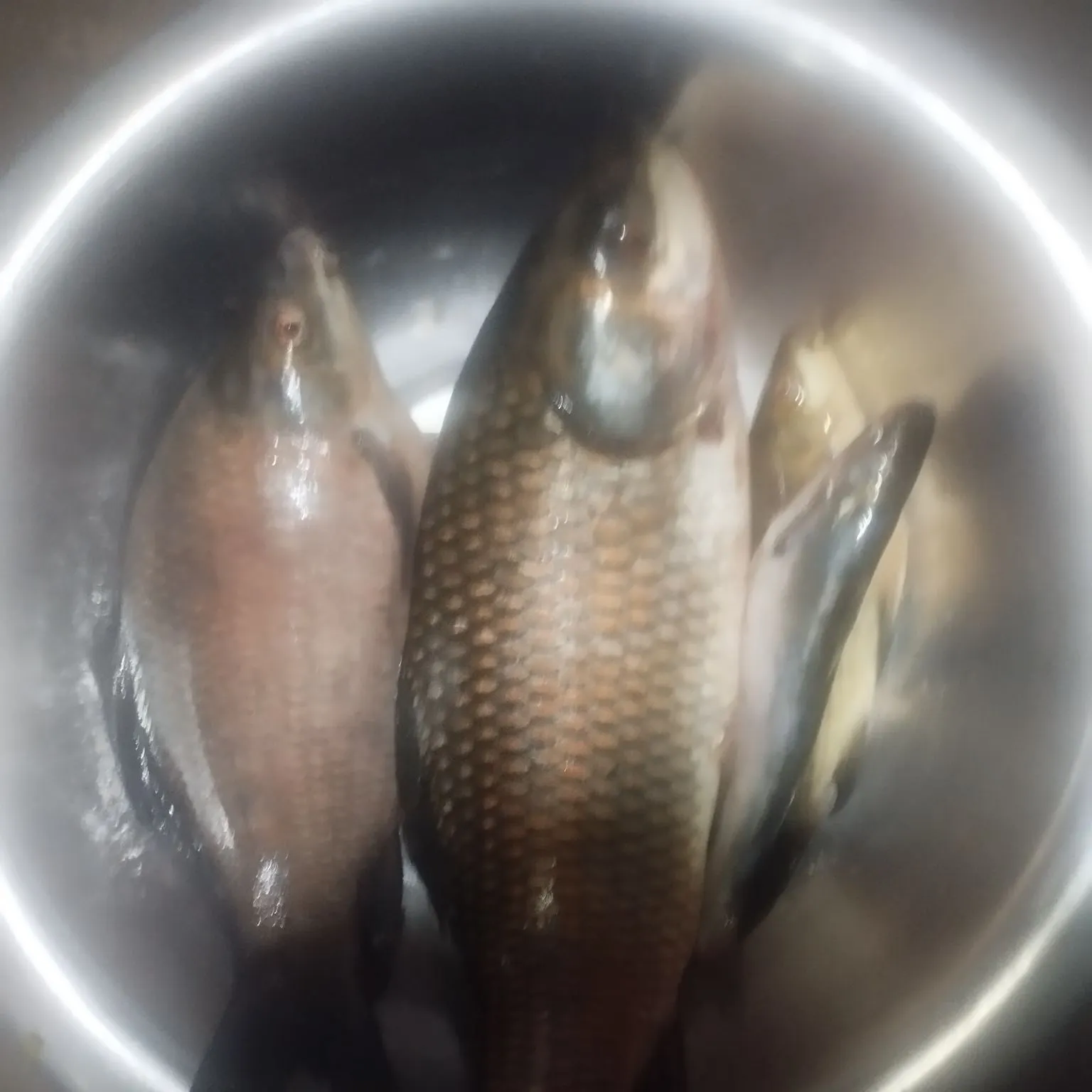 The most recent Rohu carp catches on Fishbrain