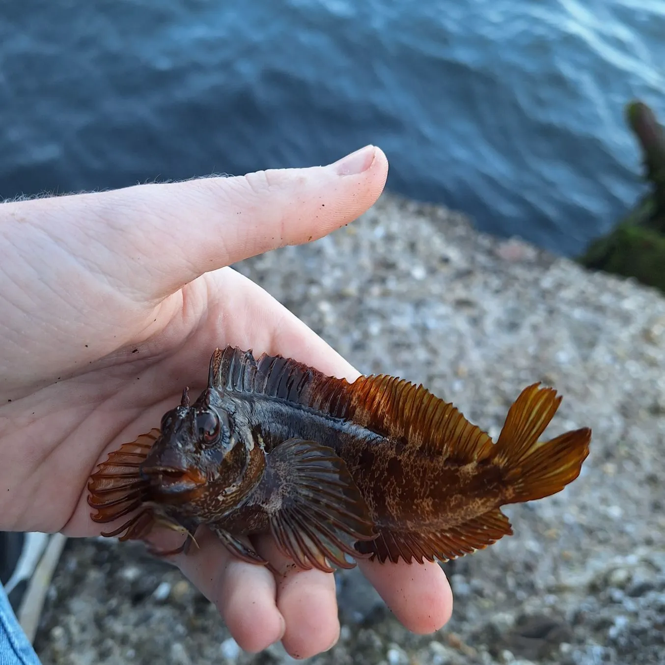 The most recent Tompot blenny catches on Fishbrain