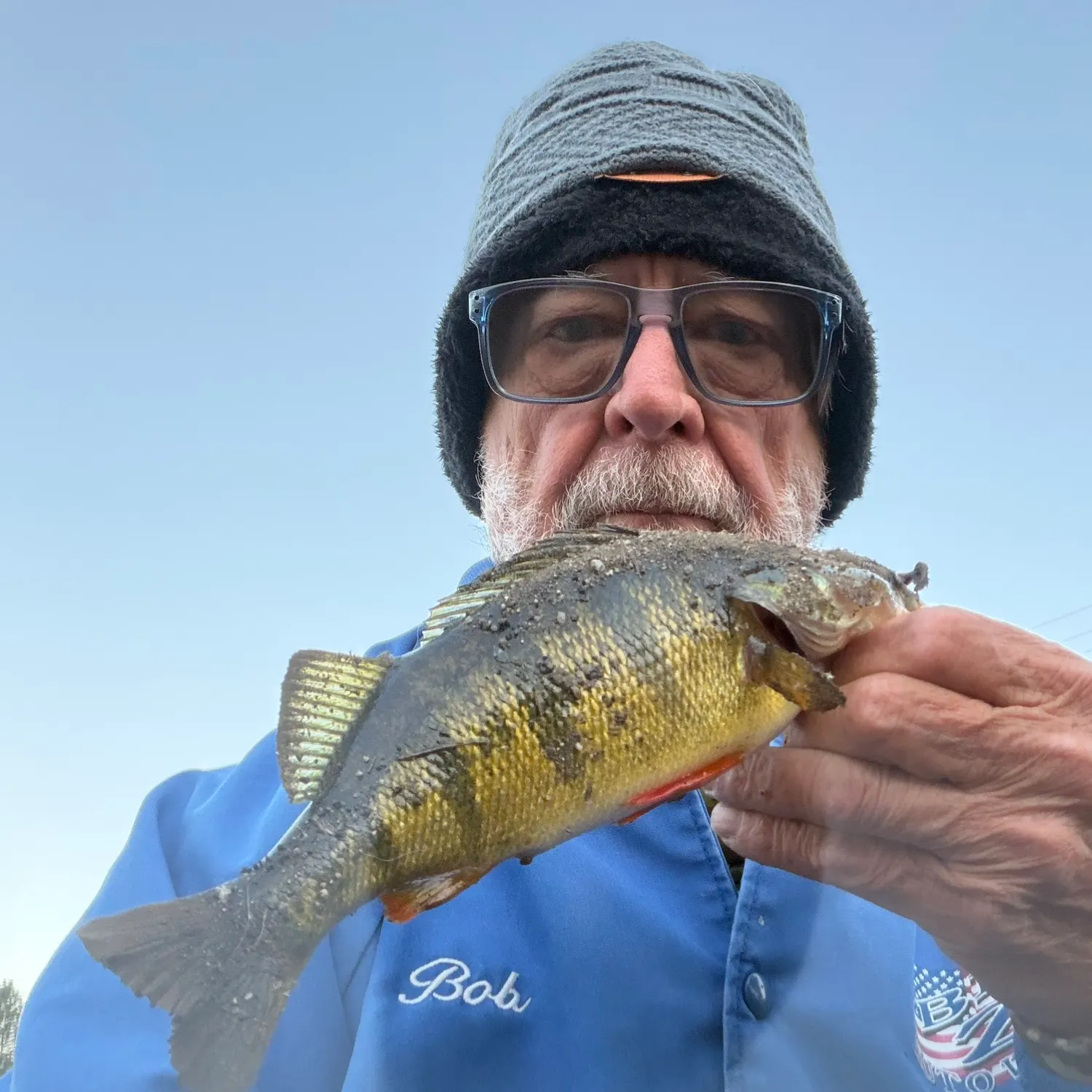 Yellow perch caught on Fishbrain