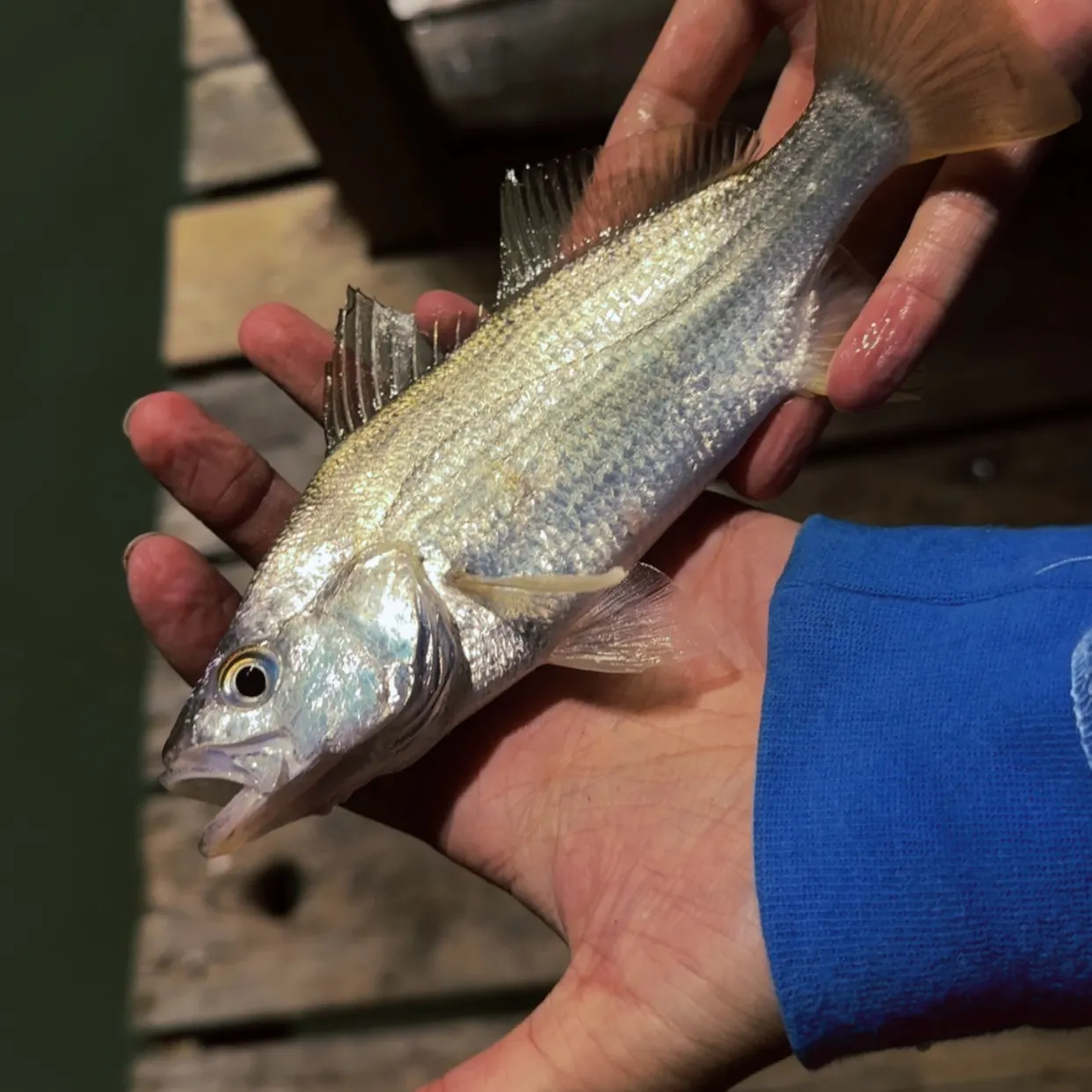 The most recent Silver perch catches on Fishbrain