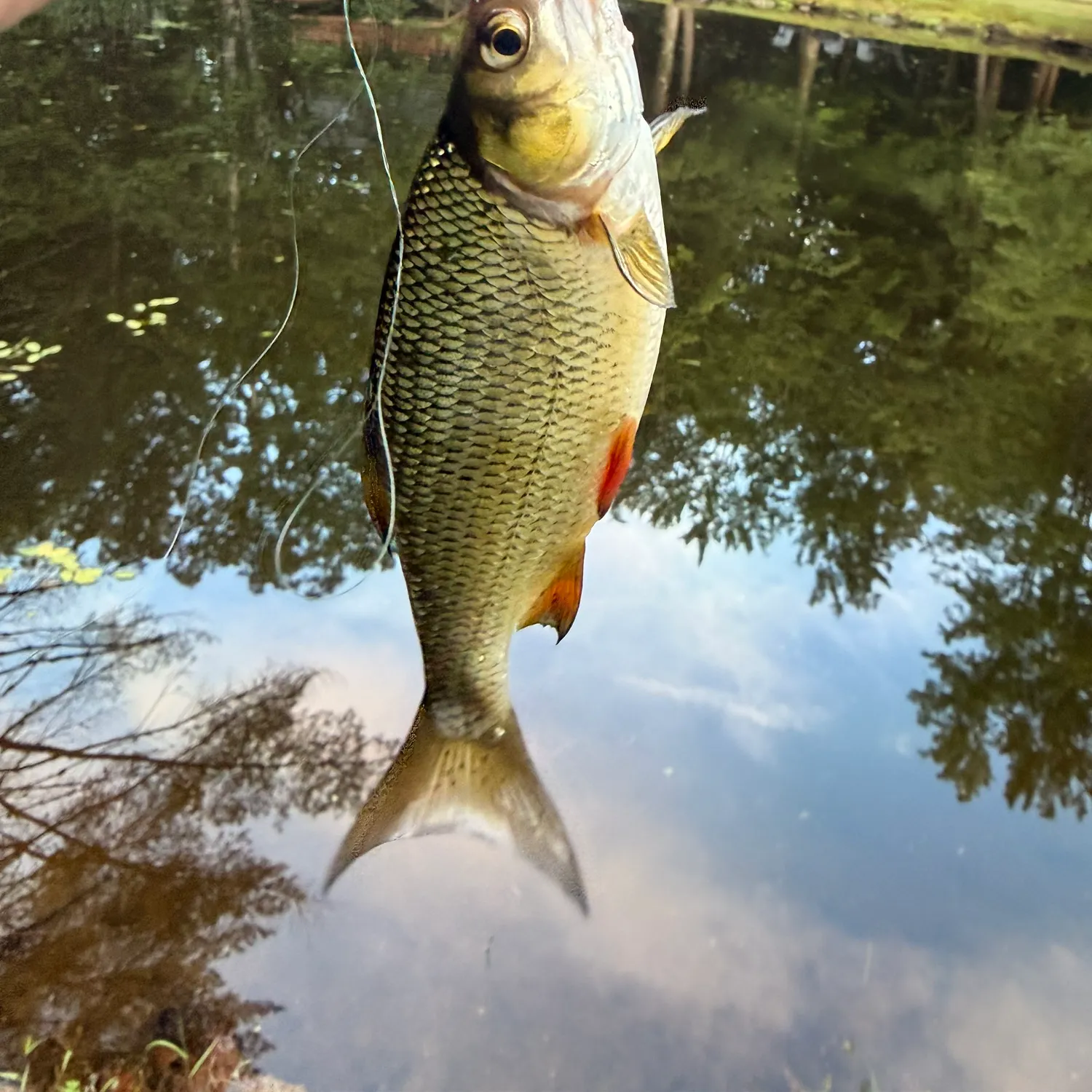 Golden shiner caught on Fishbrain