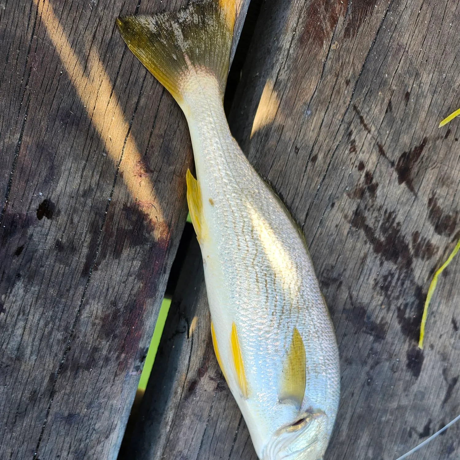 Yellowfin croaker caught on Fishbrain