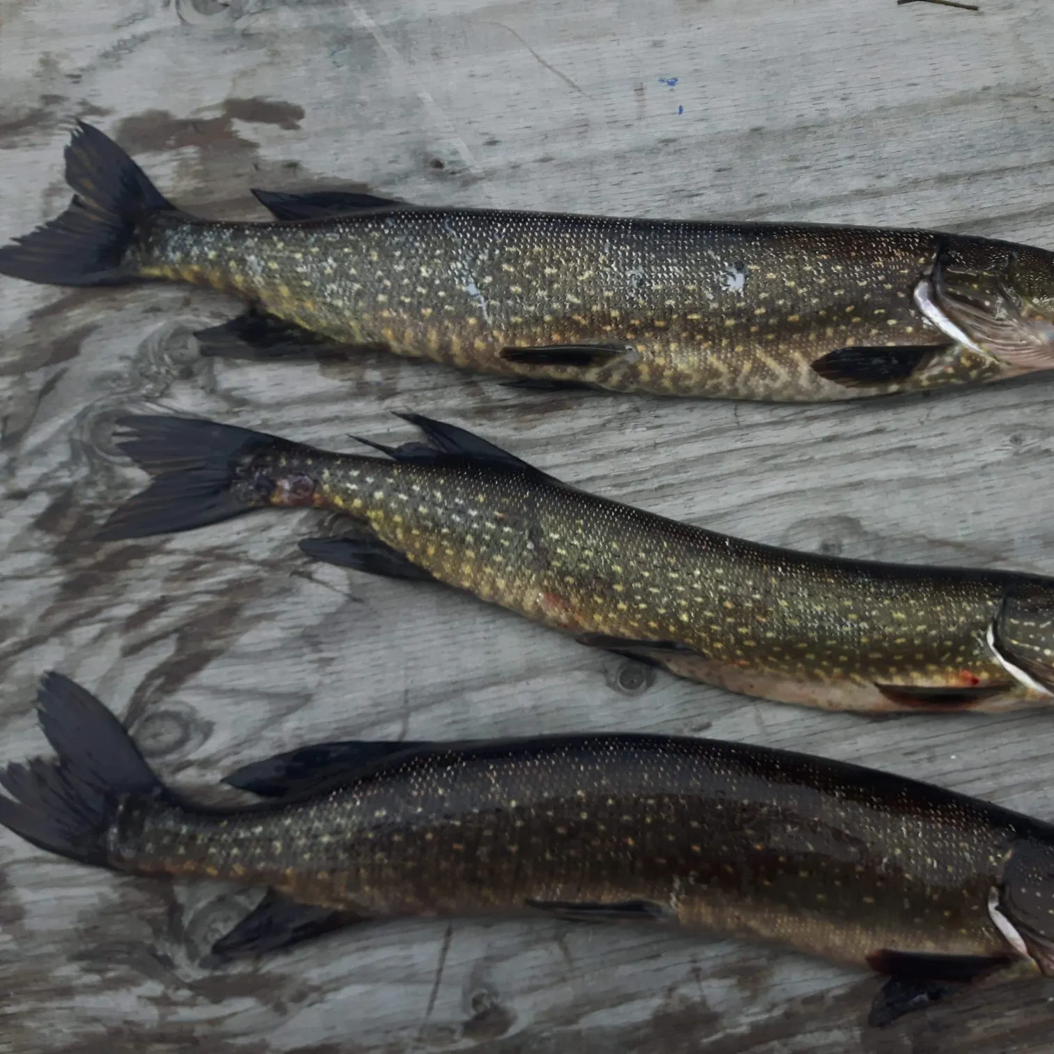 recently logged catches