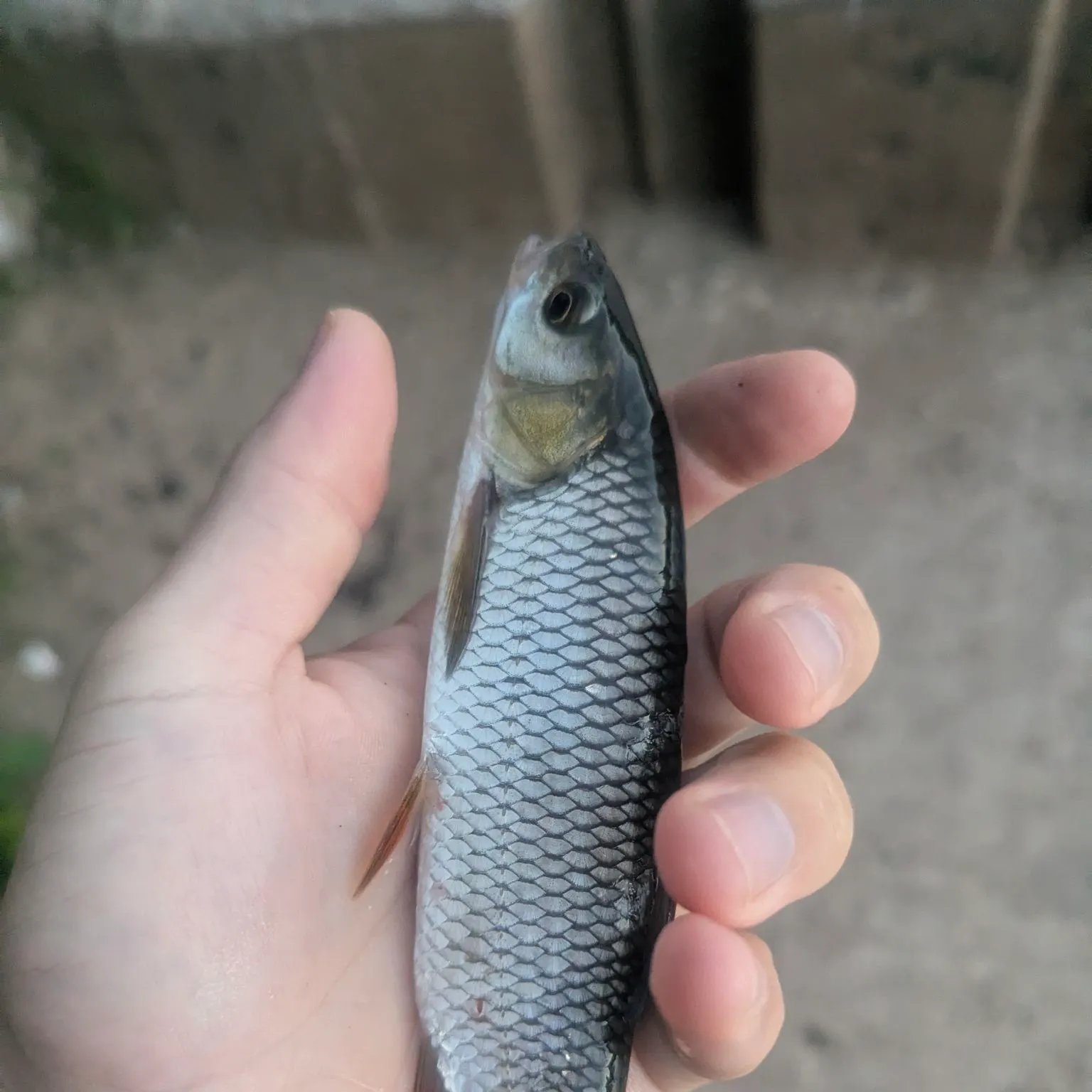 European chub caught on Fishbrain