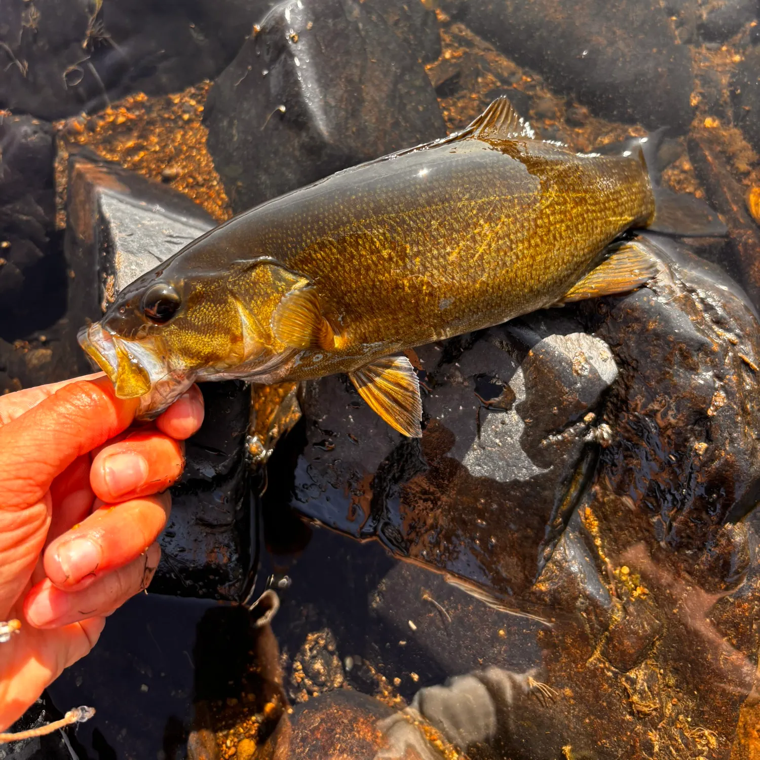 Smallmouth bass caught on Fishbrain