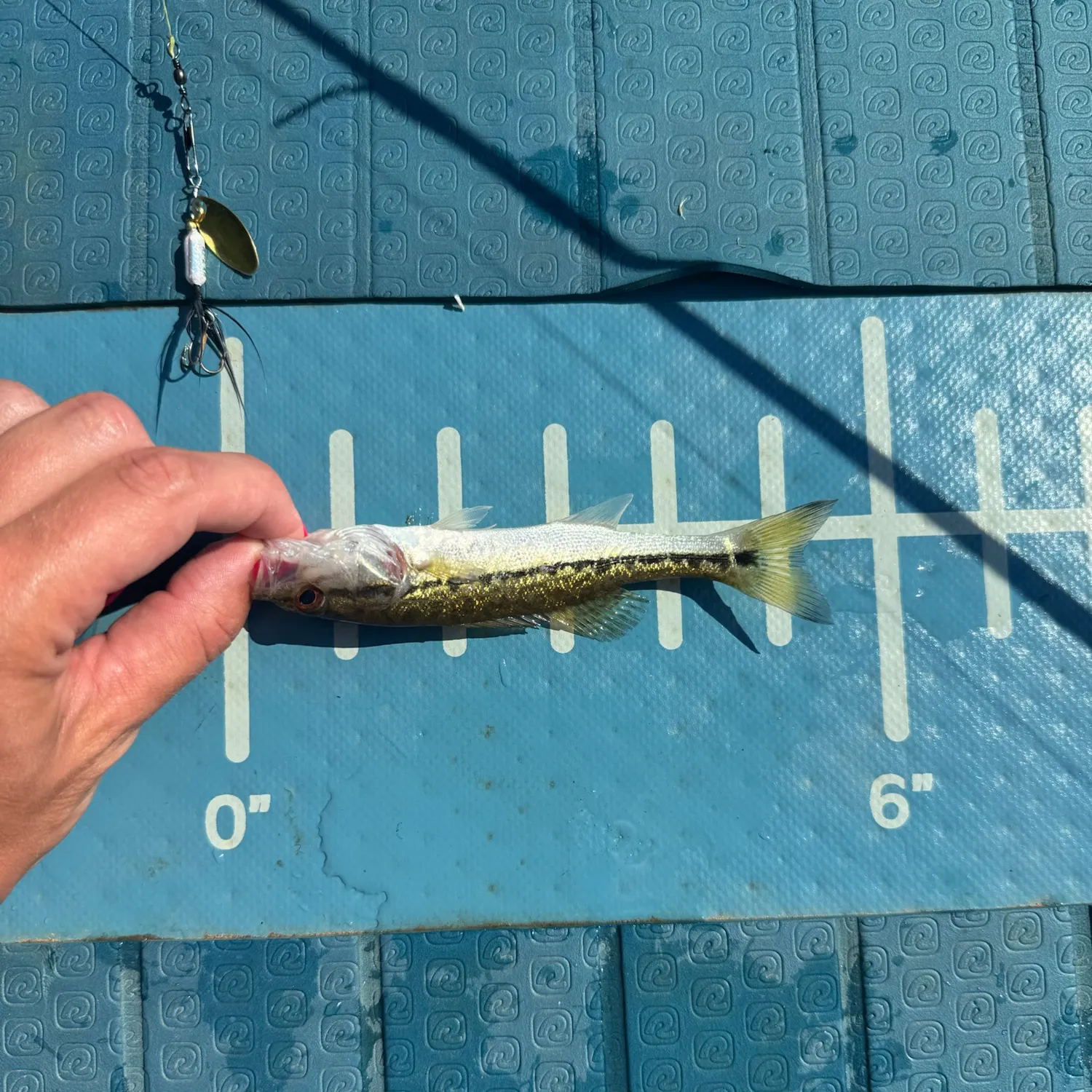 The most recent Alabama bass catches on Fishbrain