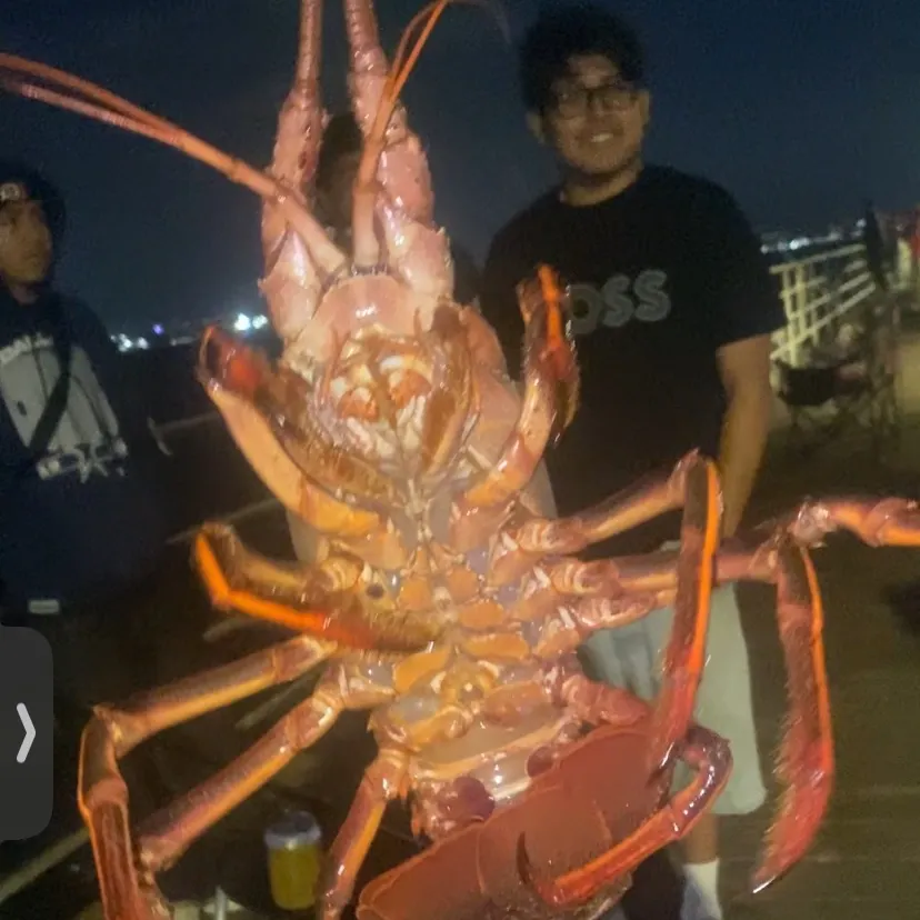 California spiny lobster caught on Fishbrain