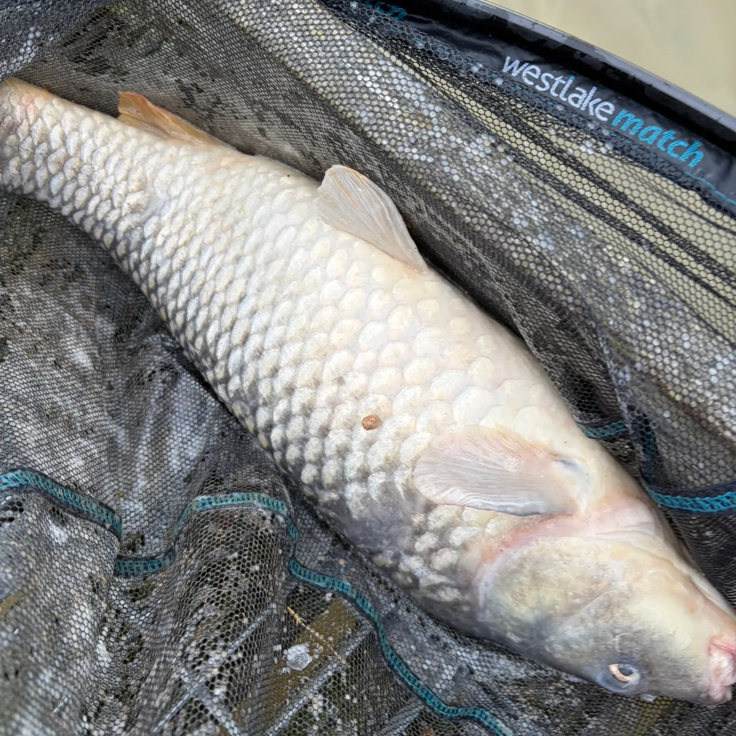 Common carp caught on Fishbrain